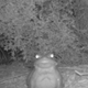 Trailcam photo of toad